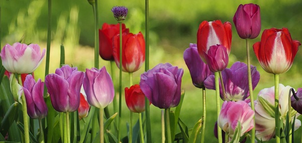 Lunes 16 de abril. El jardín de su vida