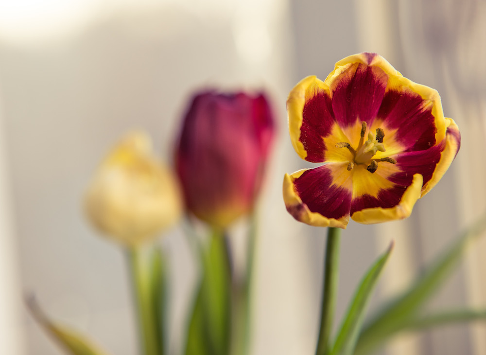 Jueves 20 de marzo. ¡Bienvenida la primavera!